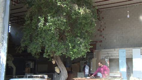 M­a­r­a­n­g­o­z­ ­a­t­ö­l­y­e­s­i­n­d­e­ ­a­s­ı­r­l­ı­k­ ­z­e­y­t­i­n­ ­a­ğ­a­c­ı­